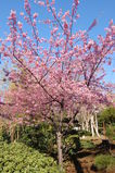 wCerasus lannesiana Carri&egrave;re, 1872 'Kawazu-zakura'