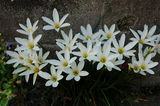 ^}X_iʗAjFwZephyranthes candida@qKoiȃ[tBTX̑NiqsJ Qj